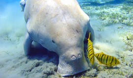 Sea Cows are Marsa Allam friends  Photo